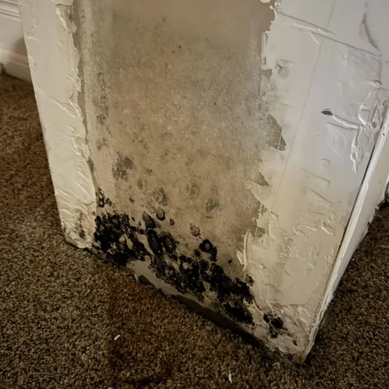 Professional Mold Removal in Westville, OK
